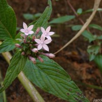 Pentas lanceolata (Forssk.) Deflers